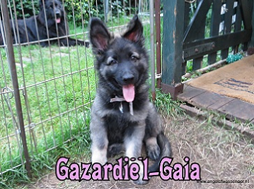 Gazardiël-Gaia